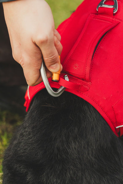 Ruffwear Web Master™ Dog Harness with Neck Buckle and Handle (Red Canyon)