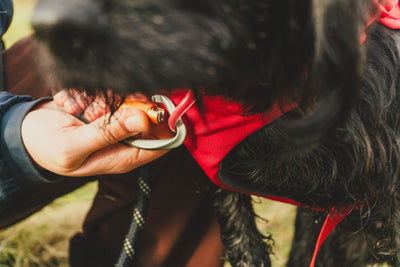 Ruffwear Web Master™ Dog Harness with Neck Buckle and Handle (Red Canyon)