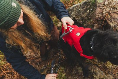 Ruffwear Web Master™ Dog Harness with Neck Buckle and Handle (Red Canyon)