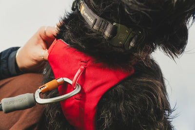 Ruffwear Web Master™ Dog Harness with Neck Buckle and Handle (Red Canyon)
