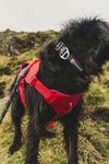 Ruffwear Web Master™ Dog Harness with Neck Buckle and Handle (Red Canyon)