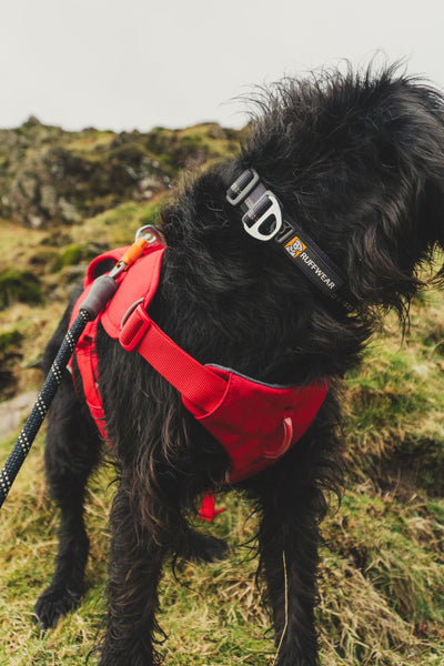 Ruffwear Web Master™ Dog Harness with Neck Buckle and Handle (Red Canyon)