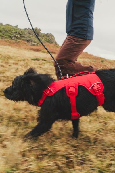 Ruffwear Web Master™ Dog Harness with Neck Buckle and Handle (Red Canyon)