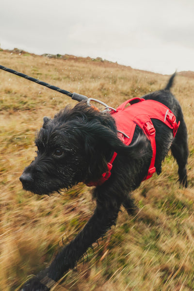 Ruffwear Web Master™ Dog Harness with Neck Buckle and Handle (Red Canyon)