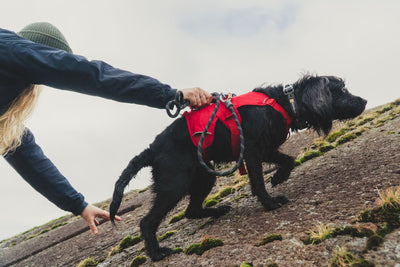 Ruffwear Web Master™ Dog Harness with Neck Buckle and Handle (Red Canyon)