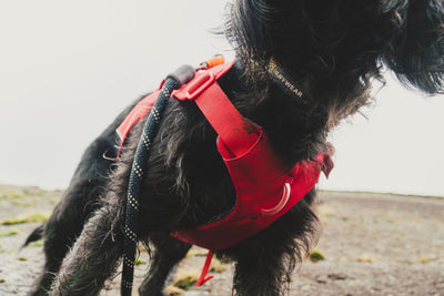 Ruffwear Web Master™ Dog Harness with Neck Buckle and Handle (Red Canyon)