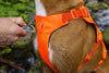 Ruffwear Web Master™ Dog Harness with Neck Buckle and Handle (Blaze Orange)