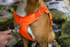 Ruffwear Web Master™ Dog Harness with Neck Buckle and Handle (Blaze Orange)
