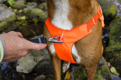 Ruffwear Web Master™ Dog Harness with Neck Buckle and Handle (Blaze Orange)