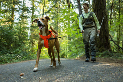 Ruffwear Web Master™ Dog Harness with Neck Buckle and Handle (Blaze Orange)