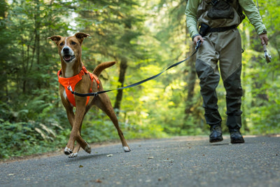 Ruffwear Web Master™ Dog Harness with Neck Buckle and Handle (Blaze Orange)