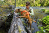 Ruffwear Web Master™ Dog Harness with Neck Buckle and Handle (Blaze Orange)
