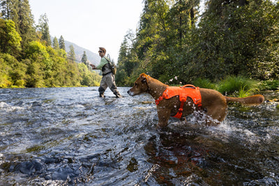 Ruffwear Web Master™ Dog Harness with Neck Buckle and Handle (Blaze Orange)