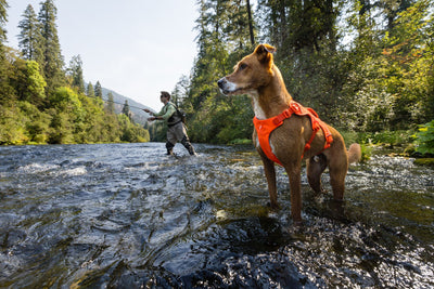 Ruffwear Web Master™ Dog Harness with Neck Buckle and Handle (Blaze Orange)