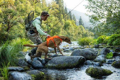 Ruffwear Web Master™ Dog Harness with Neck Buckle and Handle (Blaze Orange)