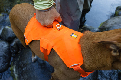 Ruffwear Web Master™ Dog Harness with Neck Buckle and Handle (Blaze Orange)