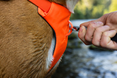 Ruffwear Web Master™ Dog Harness with Neck Buckle and Handle (Blaze Orange)
