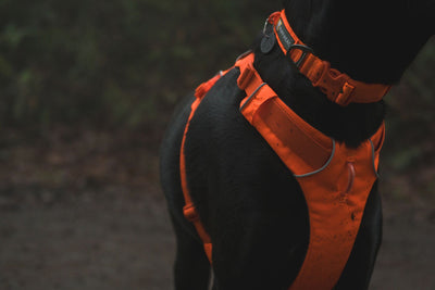 Ruffwear Front Range™ Padded Dog Harness (Blaze Orange)