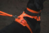 Ruffwear Front Range™ Padded Dog Harness (Blaze Orange)