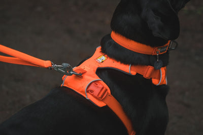 Ruffwear Front Range™ Padded Dog Harness (Blaze Orange)