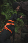 Ruffwear Front Range™ Padded Dog Harness (Blaze Orange)