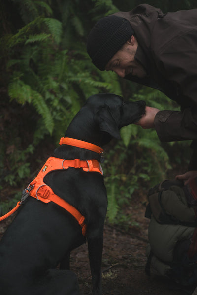 Ruffwear Front Range™ Padded Dog Harness (Blaze Orange)