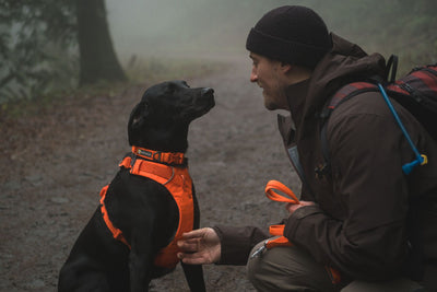 Ruffwear Front Range™ Padded Dog Harness (Blaze Orange)
