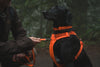 Ruffwear Front Range™ Padded Dog Harness (Blaze Orange)