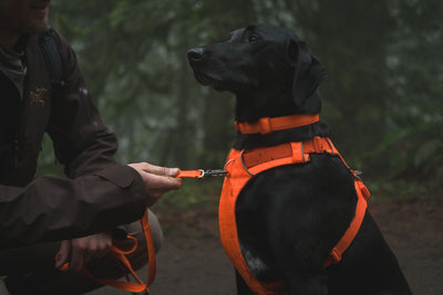 Ruffwear Front Range™ Padded Dog Harness (Blaze Orange)