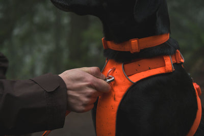 Ruffwear Front Range™ Padded Dog Harness (Blaze Orange)