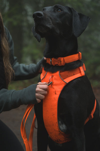 Ruffwear Front Range™ Padded Dog Harness (Blaze Orange)