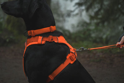 Ruffwear Front Range™ Padded Dog Harness (Blaze Orange)