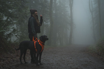 Ruffwear Front Range™ Soft & Durable Everyday Dog Collar (Blaze Orange)