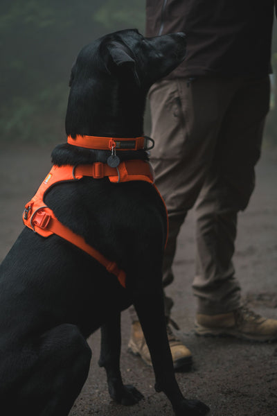 Ruffwear Front Range™ Padded Dog Harness (Blaze Orange)