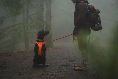 Ruffwear Front Range™ Padded Dog Harness (Blaze Orange)