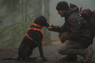 Ruffwear Front Range™ Padded Dog Harness (Blaze Orange)
