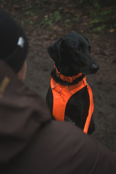 Ruffwear Front Range™ Padded Dog Harness (Blaze Orange)