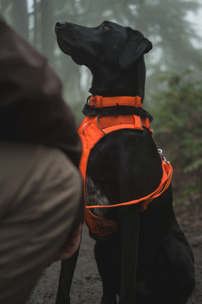 Ruffwear Front Range™ Padded Dog Harness (Blaze Orange)