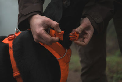 Ruffwear Front Range™ Padded Dog Harness (Blaze Orange)