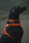 Ruffwear Front Range™ Padded Dog Harness (Blaze Orange)