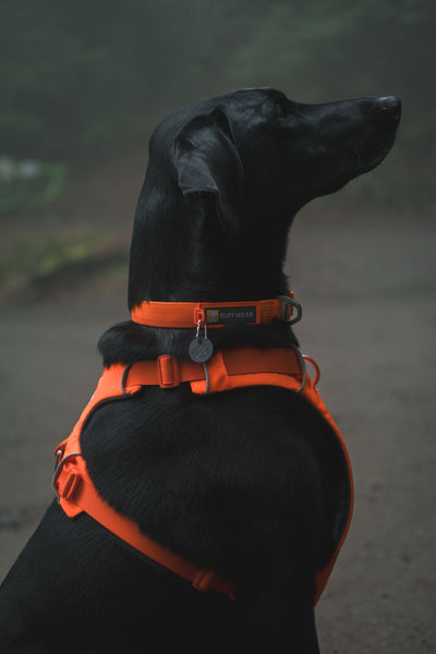 Ruffwear Front Range™ Padded Dog Harness (Blaze Orange)