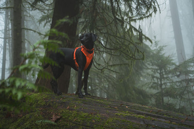 Ruffwear Front Range™ Padded Dog Harness (Blaze Orange)