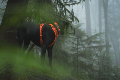 Ruffwear Front Range™ Padded Dog Harness (Blaze Orange)