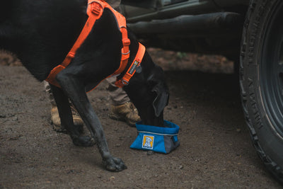 Ruffwear Front Range™ Padded Dog Harness (Blaze Orange)
