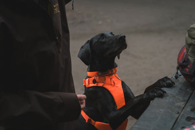 Ruffwear Front Range™ Padded Dog Harness (Blaze Orange)