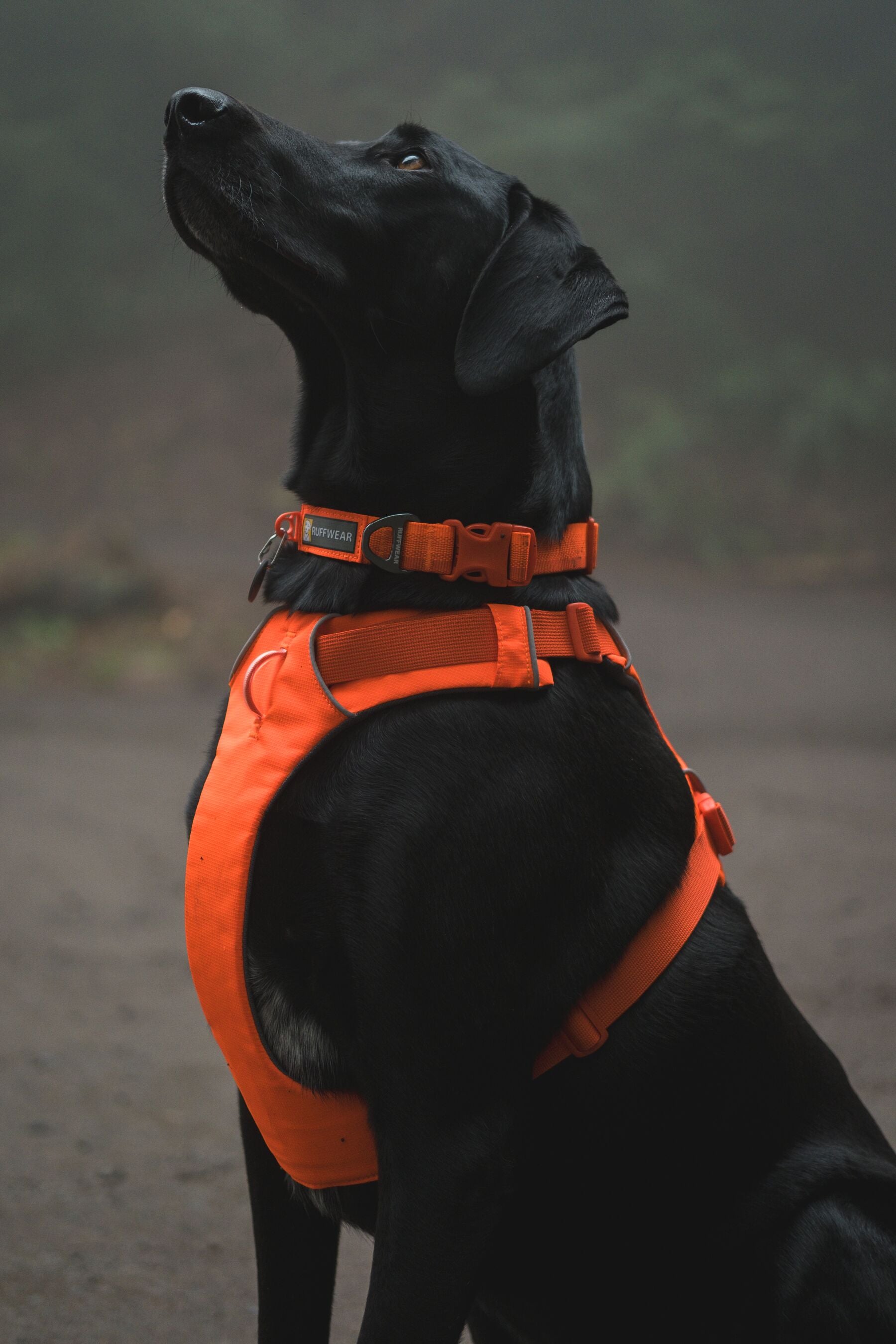 Ruffwear Front Range™ Padded Dog Harness (Blaze Orange) Good Dog