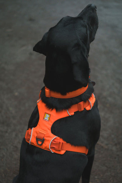 Ruffwear Front Range™ Soft & Durable Everyday Dog Collar (Blaze Orange)