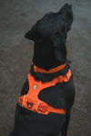 Ruffwear Front Range™ Padded Dog Harness (Blaze Orange)