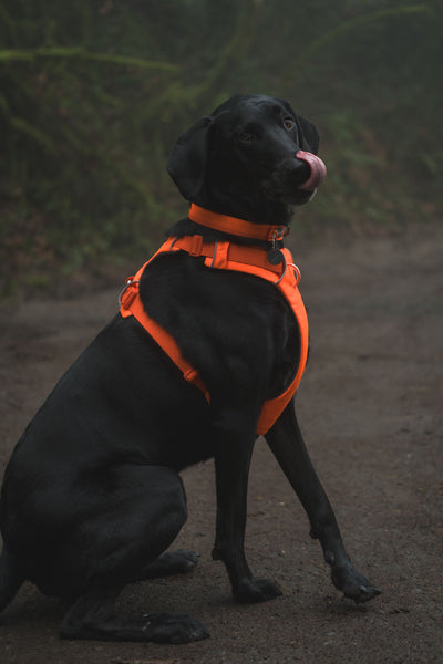 Ruffwear Front Range™ Padded Dog Harness (Blaze Orange)