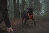 Ruffwear Front Range™ Padded Dog Harness (Blaze Orange)